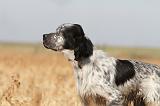 SETTER ANGLAIS 119